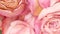 Close-up of blossoming pink rose buds and rose petals rotate. Bouquet of pink roses for the anniversary. Flower greenhouse. Select