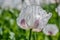 Close up of blossoming poppies flowers. Flowering Poppy-heads field