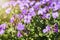 Close-up of blossoming rock cress or Aubrieta in outdoor flowerbed on a sunny spring day. Aubrieta is a creeping perennial