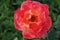 Close-up of blossoming roses spotted with beauty spot