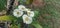 Close Up of Blossoming White Euphorbia Milli Flower fresh with morning