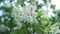 Close up for blossoming white lilac bushes white on bright sky background. Stock footage. Springtime landscape with