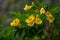 Close-up blossoming of yellow tecoma flowers