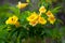 Close-up blossoming of yellow tecoma flowers