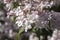 Close-up of the blossoms of a beauty bush