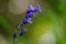 Close-up of the blossoms of the common bluebell Hyacinthoides non-scripta with blurred background