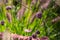 Close-up of blossoms of the Patagonian vervain (verbena bonariensis