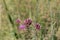 Close-up of blossoms of the Patagonian vervain verbena bonariensis