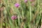 Close-up of blossoms of the Patagonian vervain verbena bonariensis