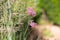 Close-up of blossoms of the Patagonian vervain verbena bonariensis