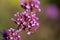 Close-up of blossoms of the Patagonian vervain verbena bonariensis