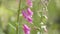 Close-up of blossoms of purple foxglove swaying gently in a green forest