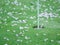 Close-up on blossoms on putting green. Blurry concept. Series