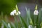 close-up of blossoms of spring snowflakes (leucojum vernum