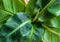 Close-up on the blotched foliage of Cavendish banana plant.