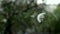 Close-up of blowing dandelion seeds. Flying dandelion seeds.