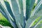 Close up of blue agave cactus. Natural background