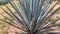 Close up of a blue agave plant in an agricultural agave plantation in a rural field