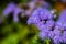 Close up of blue ageratum flower