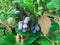 Close up blue berries of Oregon grape an evergreen bush
