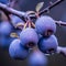 a close up of blue berries on a tree branch