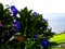 Close up of blue bindweed flowers on natural background