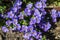 Close-up of blue blooming flowers of Sutera cordata