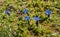 Close up blue blooming Gentiana nivalis, the snow gentian or Alpine gentian with green leaves on alpine meadow