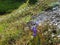 Close up of blue blooming Gentianella ciliata