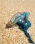 Close up of Blue Bottle marine stinger on the sand