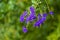 Close up of blue Buddleia, butterfly bush, flowers