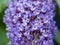 Close up of blue Buddleia flowers