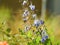 Close-up of a Blue Butterfly Bush, a specie of flowering plant. Its flowers are butterfly-shaped.