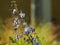 Close-up of a Blue Butterfly Bush, a specie of flowering plant. Its flowers are butterfly-shaped.