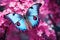 Close up of blue butterfly in front of violet flowers