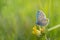 Close-up of a blue butterfly Lycaenidae sitting on a yellow flower in nature