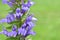 A close up of a blue cardinal flower