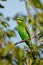 A close up of an blue-cheeked bee-eater