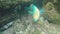 Close up of a blue-chin parrotfish at Isla Bartolome in The Galapagos