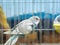 Close-up blue colored lovebirds standing in cage