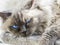 Close up of a blue colorpoint Ragdoll cat