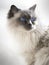 Close up of a blue colorpoint Ragdoll cat
