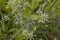 close-up: blue conical flowerheads of blue eryngo