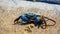 close-up of a blue crab on the shoreline