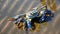 close-up of a blue crab on the shoreline