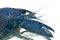Close-up of Blue crayfish also known as a Blue Florida Crayfish, Procambarus alleni