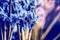 Close up of Blue Crocuses at blurred nature background, front view, floral border. Spring flowers