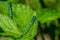 Close up of blue damselflies on a green leaf