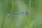 Close up of Blue Damselfly clinging to a green blade of grass
