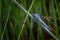 Close up of a Blue Dasher dragonfly holding to a slender branch against a blurred natural background